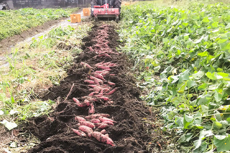 【京阪百貨店厳選】茨城県産べにはるか 5kg（新物）[サイズ無選別品] 芋 さつま芋 サツマイモ さつまいも B18-003