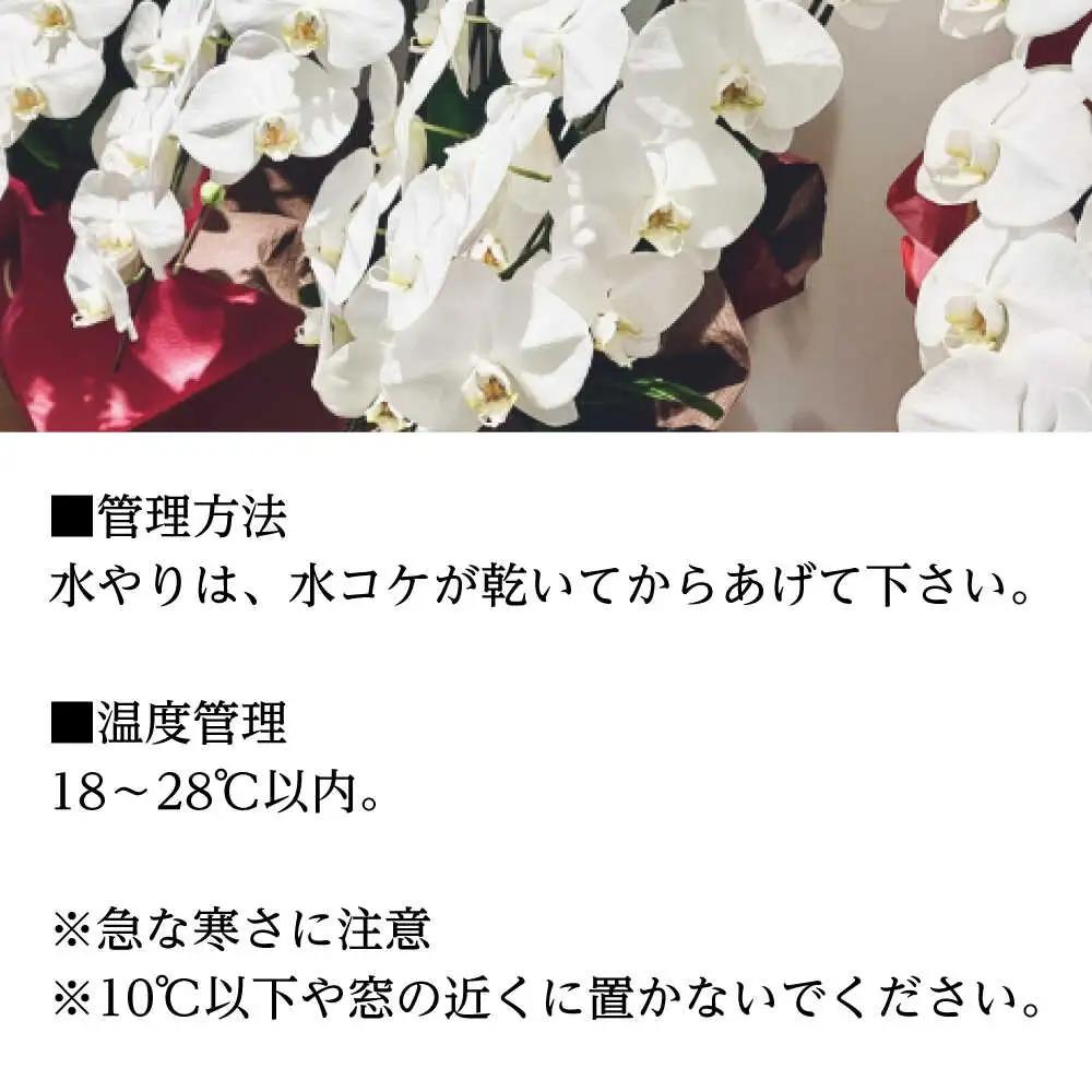 胡蝶蘭 1鉢【3~5本立ち8.5寸胡蝶蘭】 [BDAB012]