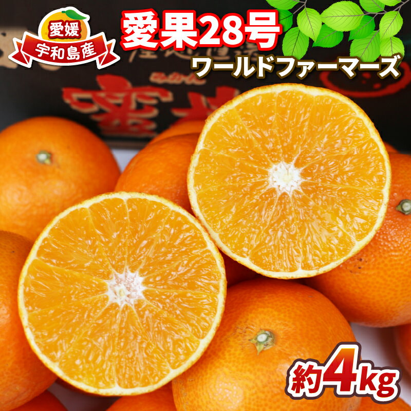 【ふるさと納税】 愛果28号 4kg ワールドファーマーズ 先行予約 愛媛蜜柑 愛媛ミカン 愛媛みかん 高級みかん 高級 ブランド 限定 品種 プルプル 甘い みかん mikan 果物 くだもの フルーツ 柑橘 あいか 濃厚 甘味 蜜柑 産地直送 数量限定 国産 愛媛 宇和島 B015-024004