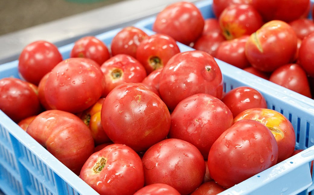 赤の元気 トマトケチャップセット【6個】※ドライトマト付（911）