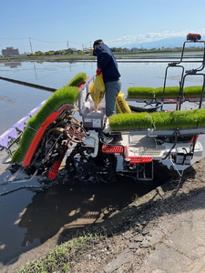 【R8年度産米 新米予約】リピーター多数！射水の美味しいお米 田中農産 「ミルキークイーン」 20kg（5kg×4）【精米】｜ お米 先行予約 令和7年産米 ブランド米 銘柄米 こめ 農家直送 土づく