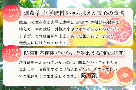 【数量限定・リピーター続出】グレープフルーツ「さがんルビー」 約５ｋｇ 防腐剤不使用 希少 国産グレープフルーツ B-2