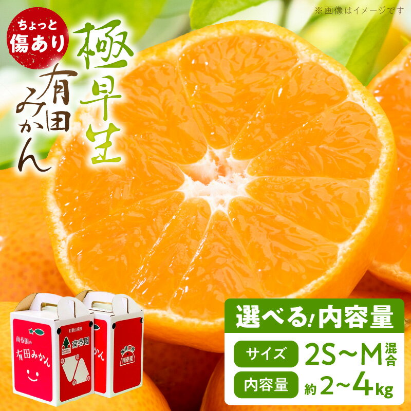 【ふるさと納税】極早生 みかん 2S ～ M サイズ ちょっと 傷あり 選べる 内容量 約 2kg × 1箱 ～ 2箱 手さげ箱 酸味 甘み 蜜柑 柑橘 温州みかん 果物 フルーツ 和歌山県産 柑橘専業農家 南泰園 手選別 マルチ栽培 和歌山県 湯浅町 お取り寄せ 送料無料