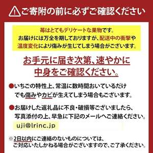 ＜先行予約！2026年12月中旬以降順次発送＞京都府宇治市産いちご(計約1kg・約250g×4パック) 苺 イチゴ 果物 くだもの フルーツ 【uj-FL001】【red】