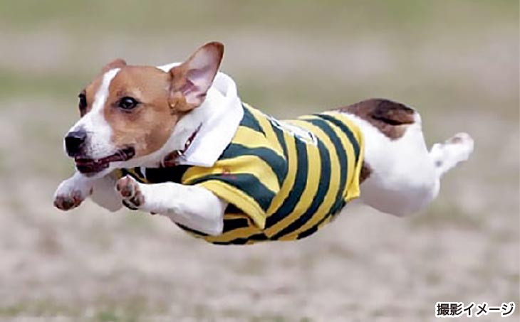 Bコース　飛行犬撮影カレンダーセット