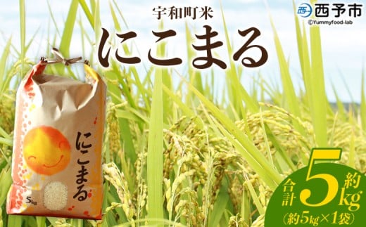 新米＜令和7年産 西予市宇和町産 にこまる 約5kg＞ お米 コメ 白米 精米 単一原料米 ご飯 晩稲 大粒 精米 ご飯 ライス 穀物 ニコマル 特産品 愛媛県産 西予市産 宇和町産 三好フク 愛媛県 西予市【常温】『2025年10月中旬より順次出荷予定』