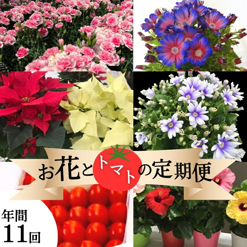 【ふるさと納税】モリヒロ園芸が育てたお花とトマトの定期便（年間11回） 植物 瀬戸内 温暖 気候 鉢花 ギフト 記念日 　お届け：ご寄附（入金）頂いた月の翌月回より年間スタート致します。