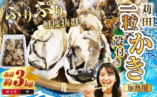 苅田一粒かき 加熱用 中サイズ 約3kg （ 35個以上 ）  牡蠣 一粒かき プリプリ かきフライ 網焼き かき鍋 かき飯  ブランド牡蠣【 2027年1月上旬～2月下旬発送予定 】