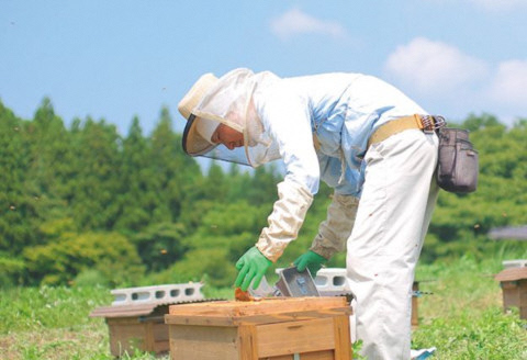 HACHIBEI 阿賀野市産 天然はちみつ 2本セット 1L01008