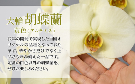 胡蝶蘭 黄色 3本立て | 胡蝶蘭 胡蝶蘭 胡蝶蘭 胡蝶蘭 胡蝶蘭 国分寺洋蘭園 埼玉県 北本市
