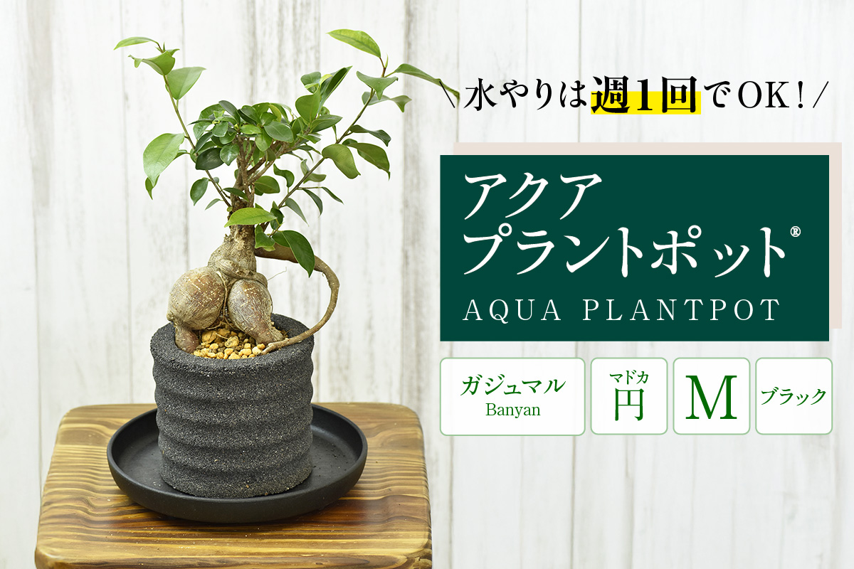 アクアプラントポットR　円Ｍ（ブラック） 植木鉢　ガジュマル（2100）