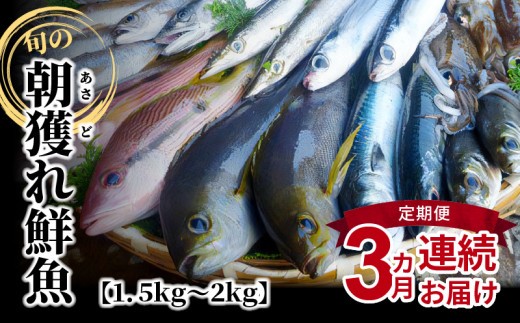 
S059-T01_【定期便3回】旬の朝獲れ鮮魚を3ケ月連続お届け♪
