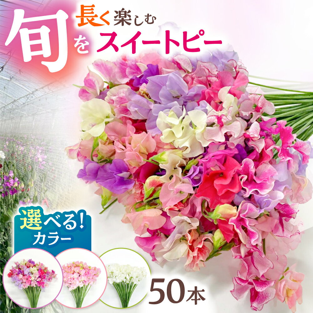 【ふるさと納税】【R7年度12月以降発送】【選べるカラー】 生産農家直送！ スイートピー 花束 50本 【木下農園】 お花 生花 ギフト 贈り物 プレゼント [IBW001]