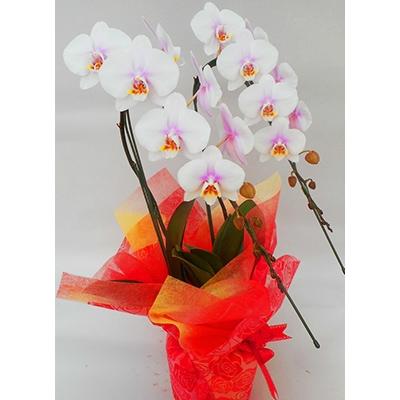 ふるさと納税 開成町 ★胡蝶蘭(生花)★2本立ち【5号鉢】