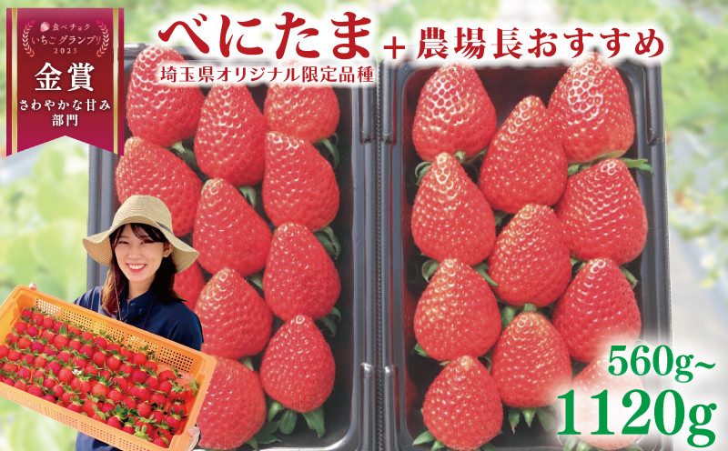 
            【事前受付】 いちご べにたま +農場長おすすめ品種 560g 1120g  苺 食べ比べ 選べる容量 イチゴ ストロベリー 産地直送 ご当地 果物 くだもの フルーツ デザート 食品 冷蔵  strawberry ichigo itigo げんき農場 埼玉県 羽生市
          