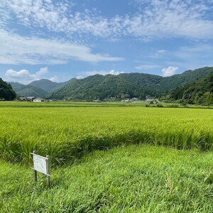 【定期便】丹波篠山市 コシヒカリ 特別栽培米 5kg×3回 令和7年産 こしひかり