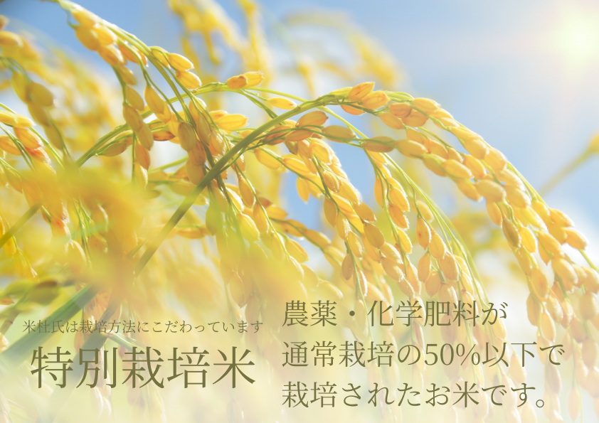 【令和7年産】9ヶ月定期便 特別栽培米 新之助 6kg (2kg×3袋)×9回 米杜氏 壱成 白米 精米 大粒 つや 光沢 弾力 芳醇 1H25199