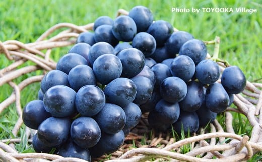 B-1＜先行受付＞ぶどう ナガノパープル 約2kg【2～5房】※2026年8月下旬～9月上旬発送予定※