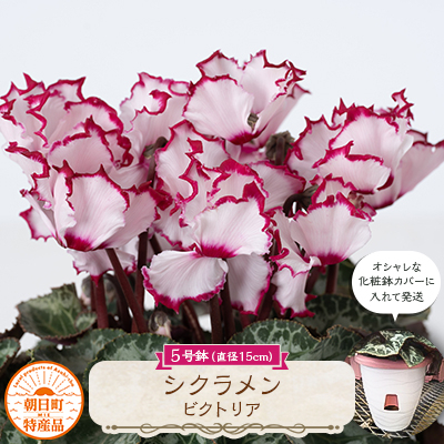 
                  過去に農林水産大臣賞等複数受賞…シクラメン　ビクトリア　5号鉢(直径15cm)底面給水鉢【1220336】
                