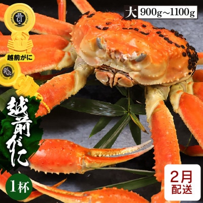 ≪浜茹で≫越前がに 大サイズ × 1杯【2月発送分】【配送不可地域：離島】【1445803】