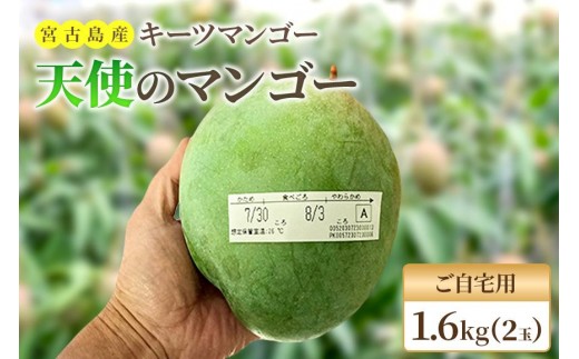 《先行予約 2026年発送》『天使のマンゴー』宮古島産キーツマンゴー《LA MANGUE BLEUE》【ご自宅用】農家直送 1.6kg以上（2個入り）（GZ007）