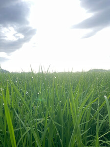 令和7年度産 新米 こしひかり 3kg さぬきの米 たべてんまい