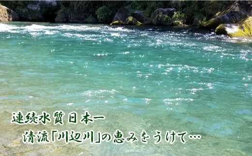 熊本県品評会受賞園 「さがら茶」 ギフト （A） 100g×2セット (02-01)