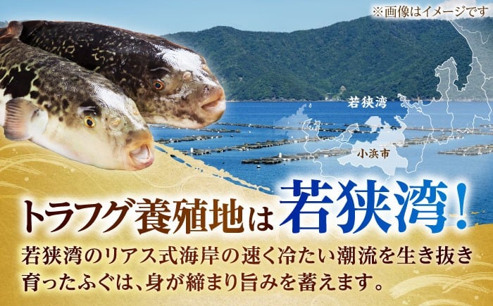 若狭ふぐ とらふぐ ふぐ刺し 福井 産地直送 フグ刺し 旬 てっさ ブランド