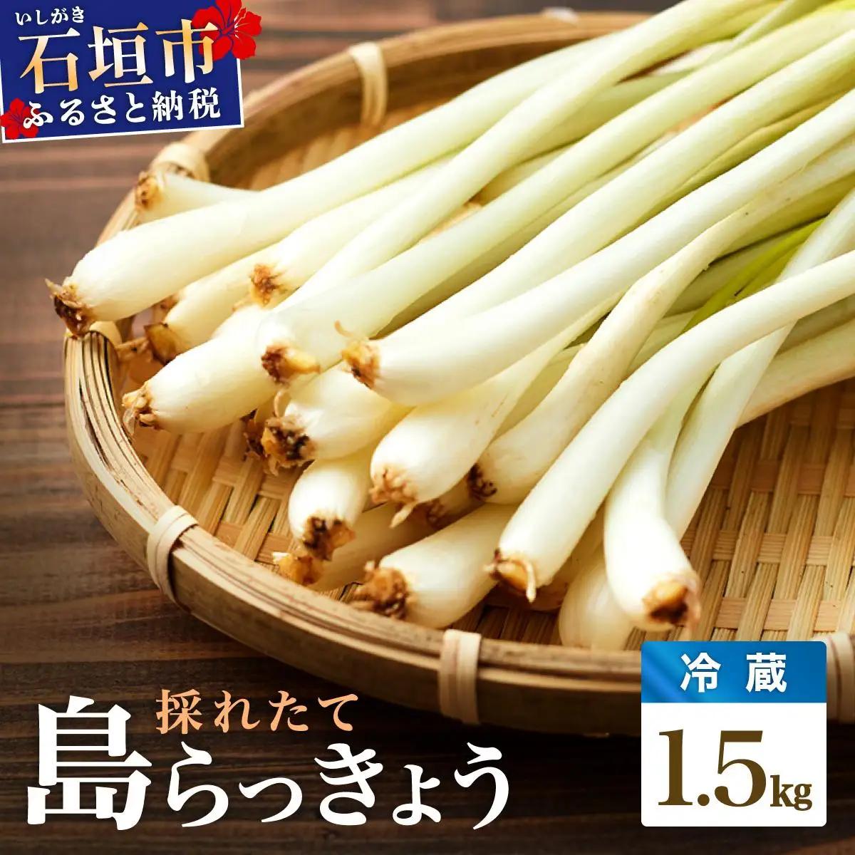 採れたて島らっきょう 農薬・化学肥料不使用  1.5kg ≪2027年3月中旬～6月下旬発送≫