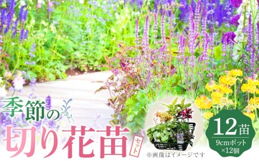 季節の切り花苗 お任せ12ポットmixセット【切り花苗 花苗 花苗セット 花 季節の花 花セット ガーデニング 家庭菜園 園芸 初夏 夏 花壇 庭 鉢 玄関 プランター 寄せ植え  おうち時間 趣味 ベランダ 土っ子倶楽部  プレゼント ギフト 】