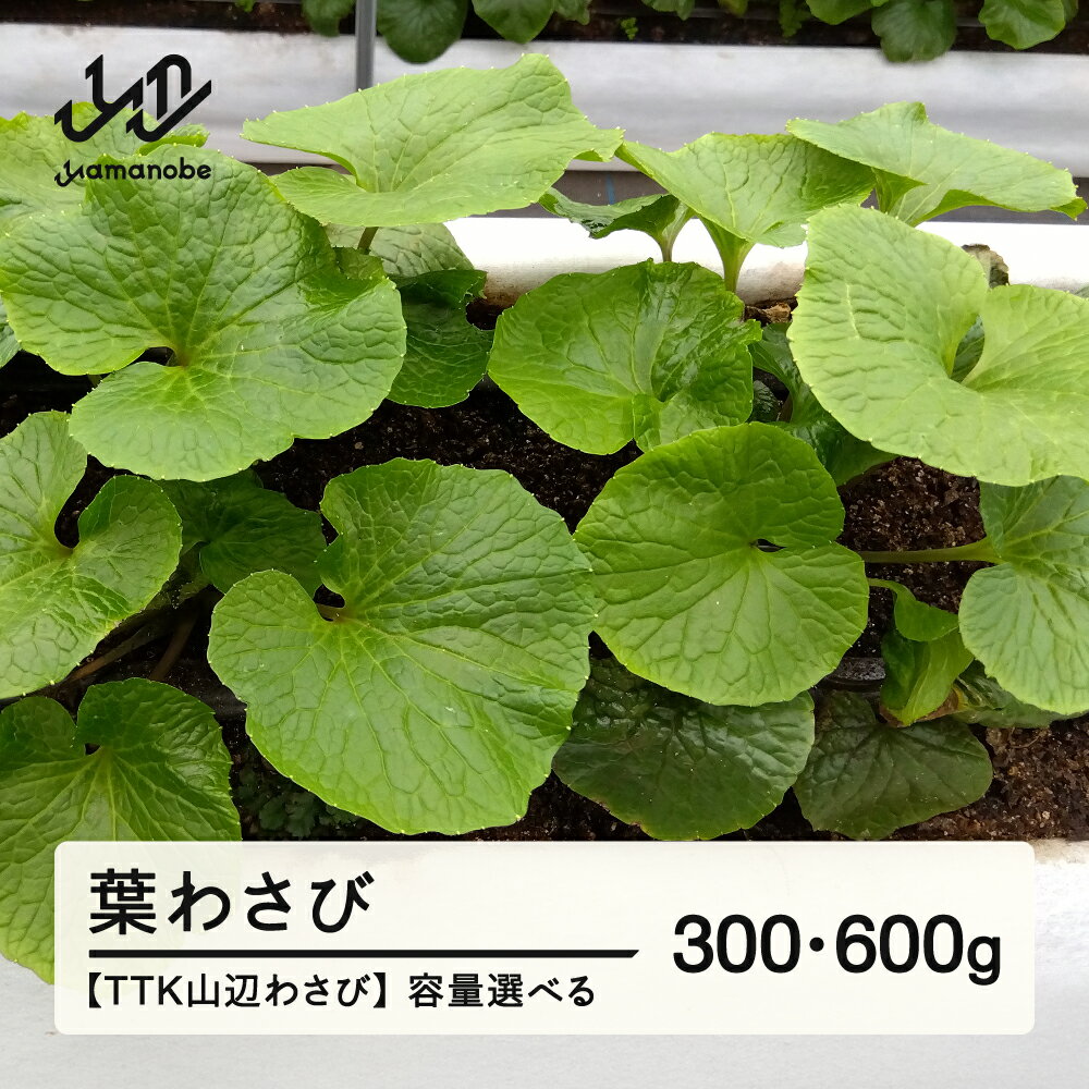 【ふるさと納税】〈TTK山辺わさび〉葉わさび 山形 山辺 送料無料 tk-hwxx ※沖縄・離島への配送不可