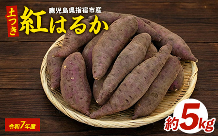 2026年1月下旬頃～順次発送 鹿児島県産 紅はるか 芋 (土付き) 約5kg 岡村商店 A-113 サツマイモ さつまいも 土付き