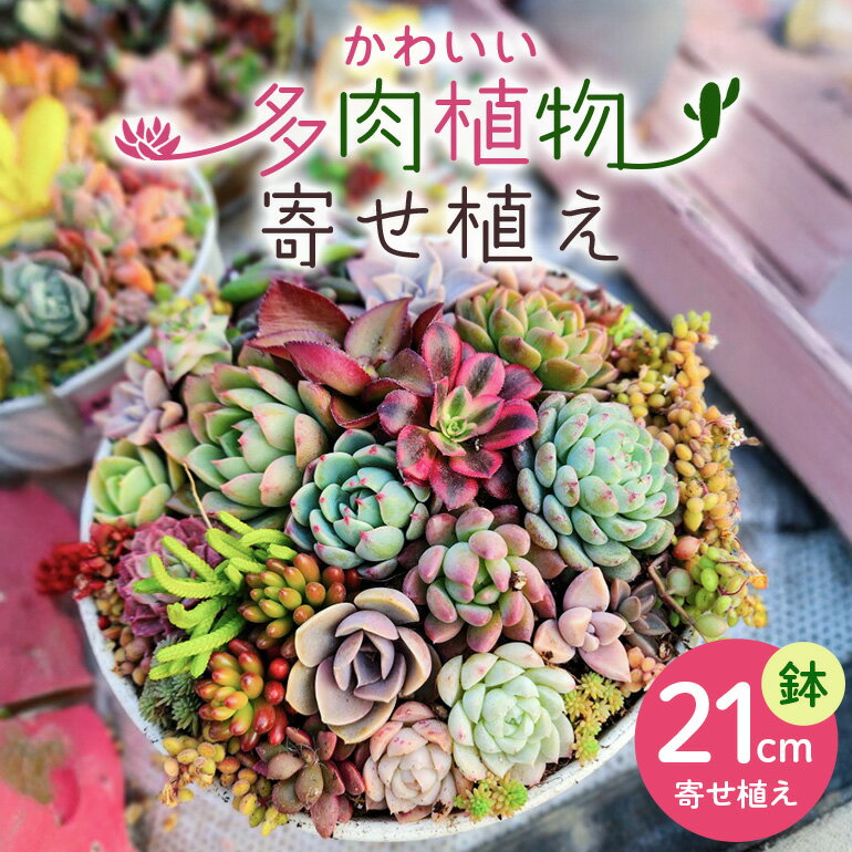 【ふるさと納税】可愛い多肉植物 寄せ植え 21cm鉢