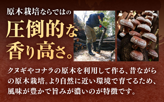 【全3回定期便】 【数量限定】 原木 栽培 干し 椎茸 どんこ セット 約460g 【小春農園】 [ZBN005]