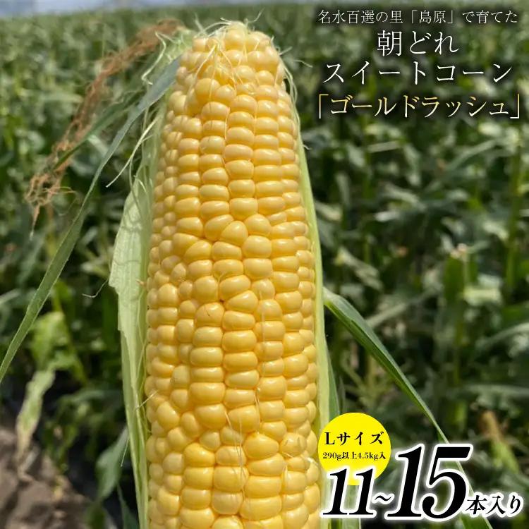 BE279【令和8年度出荷分】5月下旬から出荷！ 朝どれ スイートコーン L×11～15本セット (4.5kg入) ～名水百選の里 島原産～