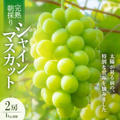 【ふるさと納税】【2026年発送】朝採り直送!さつきぶどう園シャインマスカット2房1.0kg程度【フルーツ王国岡山】【配送不可地域：離島】【1710161】