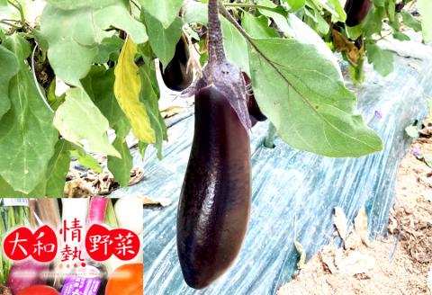 大和情熱野菜の玉手箱///旬の野菜の詰め合わせ 広陵