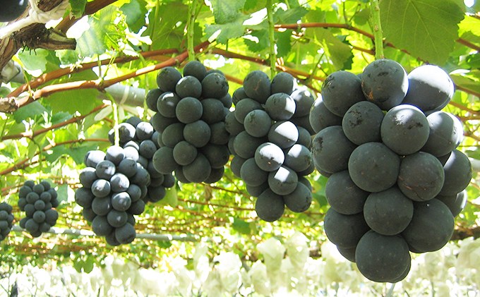 
[№5729-0408]JAながの【坂城町産】ナガノパープル　約3kg
