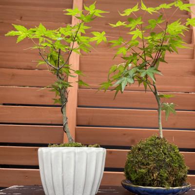 ふるさと納税 豊後大野市 苔玉1個 苔盆栽1個(もみじ) 合計2個セット