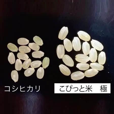きわだつ大粒!【令和7年産】こぴっと米【極】白米・2kg　特別栽培米【配送不可地域：離島】【1652051】