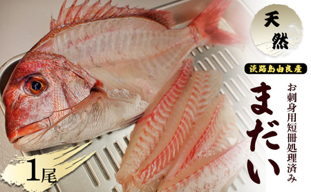 天然 まだい 1尾 お刺身用 短冊処理済み 淡路島 由良産 人数の目安：3～4人前 真鯛 鯛 刺身 冷蔵配送 兵庫県 洲本市