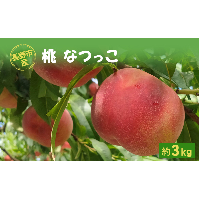 2026年発送 長野市産桃「なつっこ」約3kg 