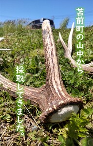 エゾ鹿の角　大1本（北海道・しか・シカ・工作・手作り・DIY・自由研究・自然・キャンプ・アクセサリー）
