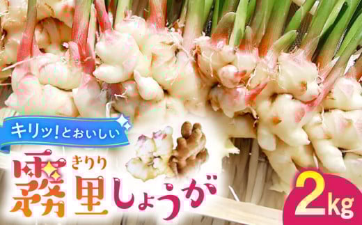 霧里（きりり）しょうが ショウガ 生姜 大生姜 国産 新鮮 三次市/農縁たねまき[APBX001]