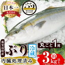 【ふるさと納税】＜2週間以内に発送！＞鹿児島産ぶり丸ごと1尾(約3kg以上・内臓処理済み)ぶり ブリ 鰤 魚 海鮮 魚介 刺身 さしみ しゃぶしゃぶ 焼魚 煮魚 丸ごと 国産 鹿児島県産 垂水市産 冷蔵 養殖 ぶり職人 1本【アクアブルー】B2-4756