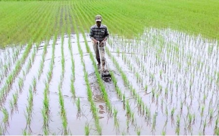 令和５年産　ごんべえ米食べ比べ（白米２.５kg・玄米２.５kg）
