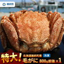 【ふるさと納税】オホーツク産 特大 毛ガニ 冷凍 800g かに 蟹ミソ かにみそ 焼きがに かに鍋 北海道 ふるさと納税 雄武 雄武町【12404】