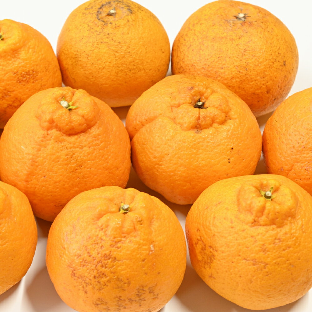 【ふるさと納税】【訳あり】不知火〈選べる〉約2.5kg or 約5kg みかん 蜜柑 果物 フルーツ 柑橘 デザート おやつ お取り寄せ 国産 愛媛県 送料無料【2026年2月下旬～3月下旬発送予定】【えひめの町（超）推し！（愛南町）】(567)(568)