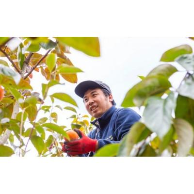 ふるさと納税 うきは市 【のし付き】富有柿 9玉前後U102-2KA-FY03 |  | 03