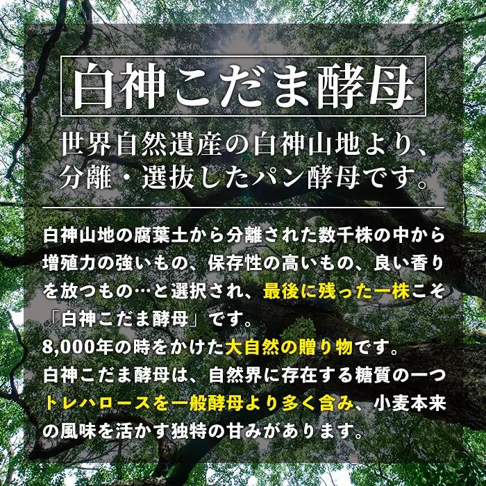 【ふるなびWEEK対象】isa170 プレーンベーグル(16個) 天然酵母 ふるさと納税 伊佐市 特産品 パン 国産 白神こだま酵母 ヒマラヤ岩塩 焼きたて 急速冷凍 ベーグル 牛乳・卵・バター不使用